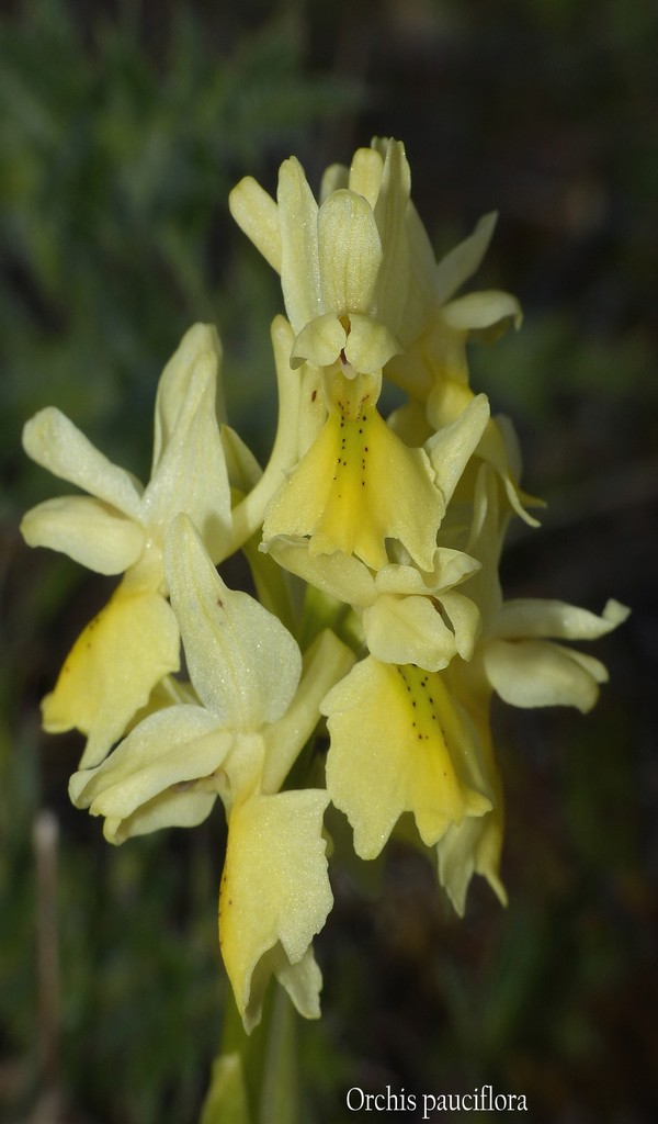 O.pauciflora, O.provincialis, O.quadripunctata, O.xcolemanii, 4 belle Orchis.